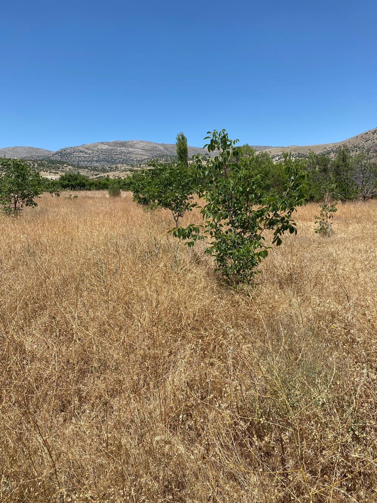 Isparta/Uluborlu Küçük Kabaca köyü Satılık Tarla